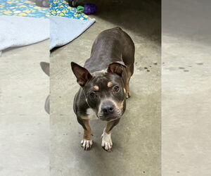 American Staffordshire Terrier-Unknown Mix Dogs for adoption in Euless, TX, USA