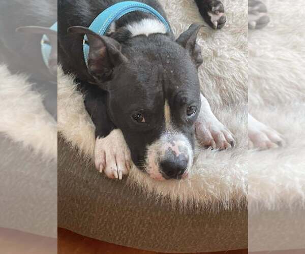 Medium Photo #9 American Pit Bull Terrier-Unknown Mix Puppy For Sale in New York, NY, USA
