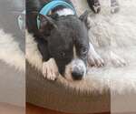 Small #8 American Pit Bull Terrier Mix