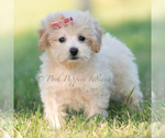 Puppy Nola Maltipoo (Miniature)