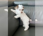 Small #10 Yorkshire Terrier