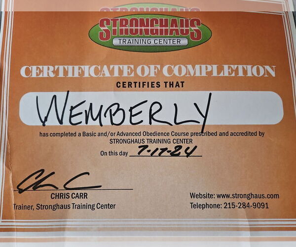 Medium Photo #17 Mutt Puppy For Sale in Mount Laurel, NJ, USA