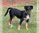 Small #2 Mutt