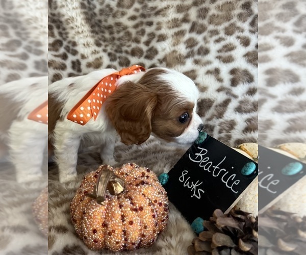 Medium Photo #5 Cavalier King Charles Spaniel Puppy For Sale in ABILENE, TX, USA