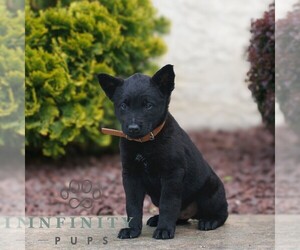 Belgian Malinois Puppy for sale in HONEY BROOK, PA, USA