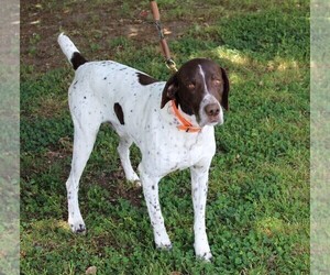 Father of the German Shorthaired Pointer puppies born on 03/07/2019