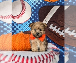 YorkiePoo Puppy for sale in OXFORD, PA, USA