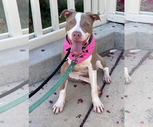 American Pit Bull Terrier-Unknown Mix Dogs for adoption in Spring Lake, NC, USA