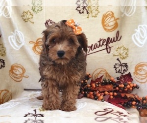 Shih-Poo Puppy for sale in LAKELAND, FL, USA