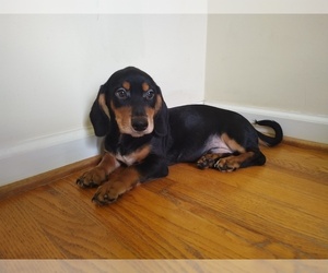 Chiweenie Puppy for sale in CANTON, GA, USA