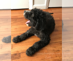 Small Photo #4 Sheepadoodle Puppy For Sale in DUNCAN, OK, USA