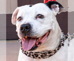 Small #12 American Staffordshire Terrier
