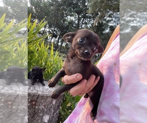 Chihuahua Puppy for sale in DE LEON SPRINGS, FL, USA