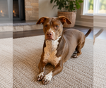 Small #2 American Pit Bull Terrier-Dachshund Mix