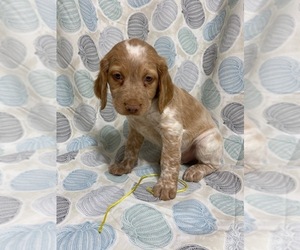 Brittany Puppy for sale in THOMPSONVILLE, MI, USA