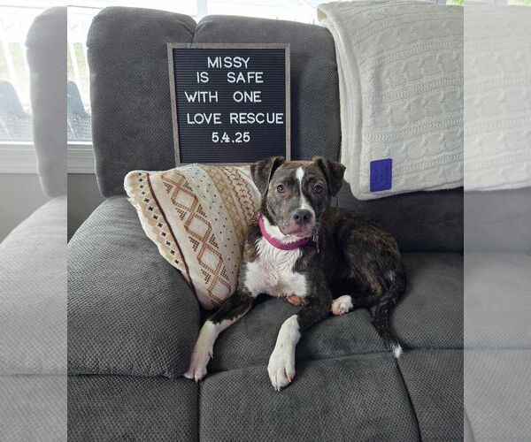 Medium Photo #24 Mutt Puppy For Sale in Mount Laurel, NJ, USA