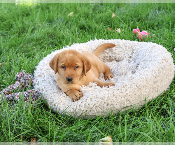 Medium Photo #2 Labrador Retriever Puppy For Sale in SYRACUSE, IN, USA
