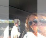 Small #2 American Staffordshire Terrier-Labrador Retriever Mix