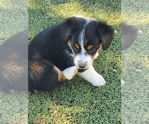 Aussie-Corgi Puppy for sale in BRIGGSDALE, CO, USA