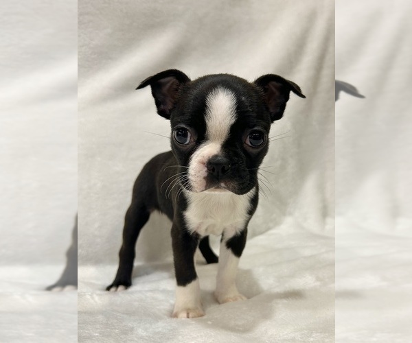 Medium Photo #3 Boston Terrier Puppy For Sale in SNOHOMISH, WA, USA