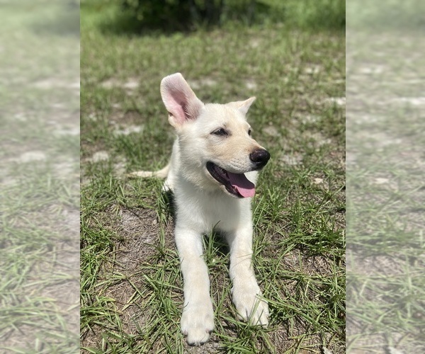 Medium Photo #3 German Shepherd Dog Puppy For Sale in ALACHUA, FL, USA