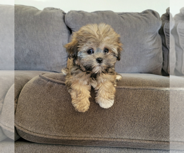 Medium Photo #3 Mal-Shi Puppy For Sale in SANTA CLARITA, CA, USA