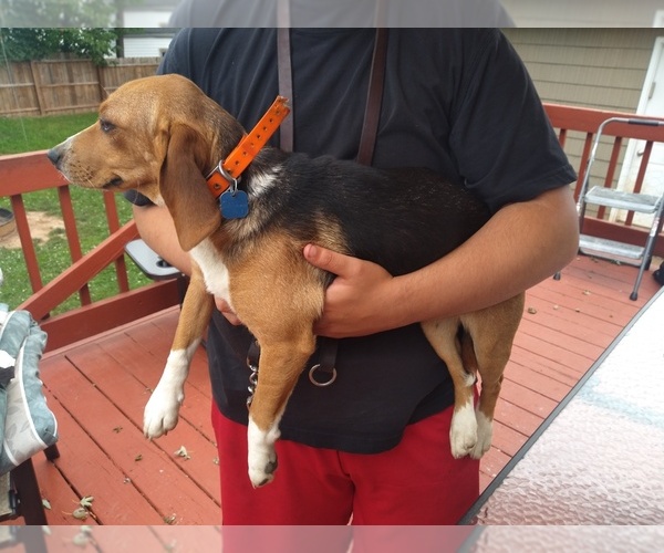 Medium Photo #4 Beagle Puppy For Sale in NEW BRIT, CT, USA
