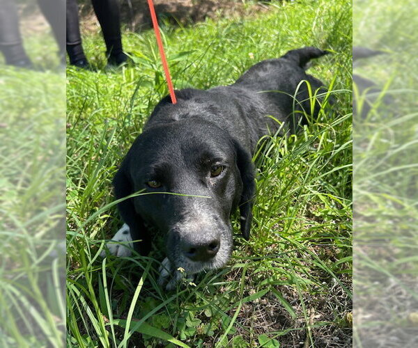 Medium Photo #3 Bagle Hound Puppy For Sale in Wetumpka, AL, USA