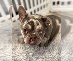 Small #14 French Bulldog Mix