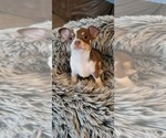 Small Photo #6 Chihuahua Puppy For Sale in KNOXVILLE, TN, USA