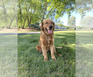 Mother of the Golden Retriever puppies born on 08/20/2022