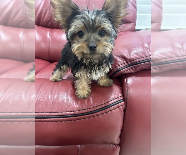 Medium Photo #1 Yorkshire Terrier Puppy For Sale in OAKLEY, CA, USA