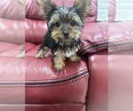 Image preview for Ad Listing. Nickname: Yorkie girl