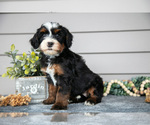 Small #1 Bernedoodle (Miniature)