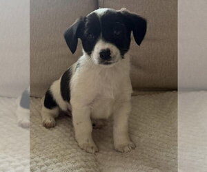 Australian Shepherd-Unknown Mix Dogs for adoption in pomfret, CT, USA