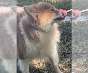 Pomeranian Dogs for adoption in HOPKINSVILLE/PRINCETON, KY, NH, USA