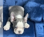 Small #4 French Bulldog