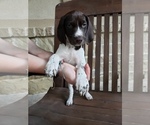 Small Photo #6 German Shorthaired Pointer Puppy For Sale in CELINA, TX, USA