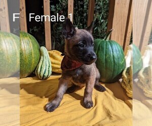 Belgian Malinois Puppy for sale in LYNCHBURG, OH, USA