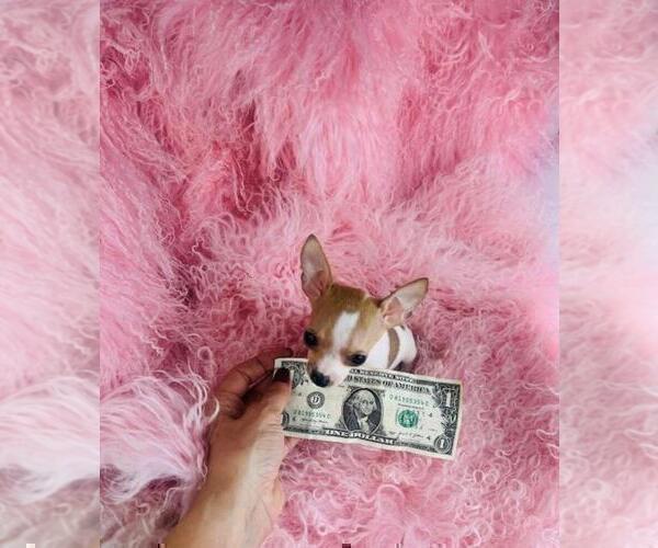 Medium Photo #12 Chihuahua Puppy For Sale in NEW YORK, NY, USA