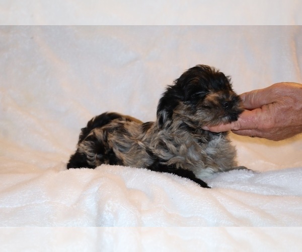 Medium Photo #16 Yorkiepoo mix (+ Poodle Toy) Puppy For Sale in DYERSBURG, TN, USA