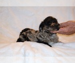 Small #15 Yorkiepoo mix (+ Poodle Toy)