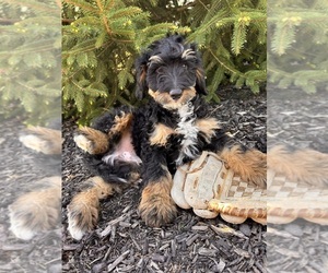 Bernedoodle (Miniature) Puppy for sale in MIDDLEBURY, IN, USA
