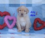 Puppy Arty Labrador Retriever