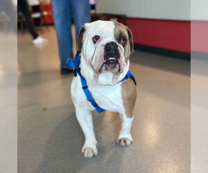 Bulldog Dogs for adoption in Boston, MA, USA