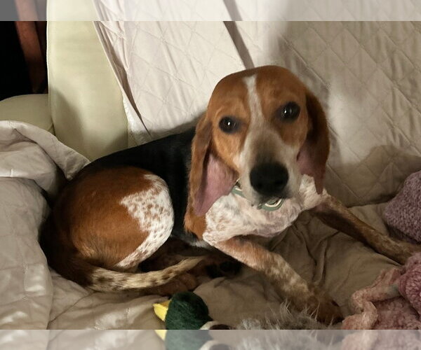 Medium Photo #7 Beagle Puppy For Sale in Dunnellon, FL, USA