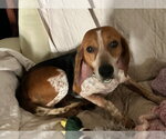 Small #6 Beagle