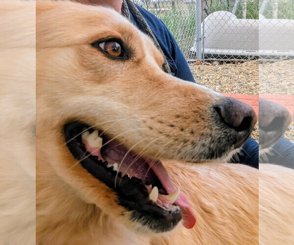 Medium Photo #3 Mutt Puppy For Sale in Emmett, ID, USA