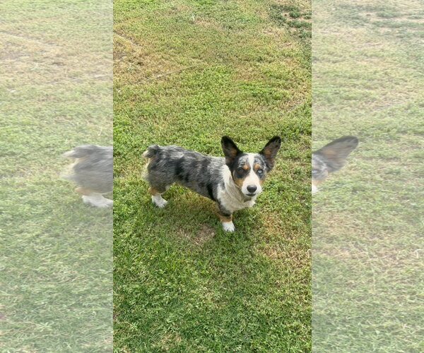 Medium Photo #2 Cardigan Welsh Corgi-Unknown Mix Puppy For Sale in Grafton, WI, USA