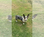 Small #1 Cardigan Welsh Corgi Mix